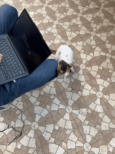 Lab Cat During Testing